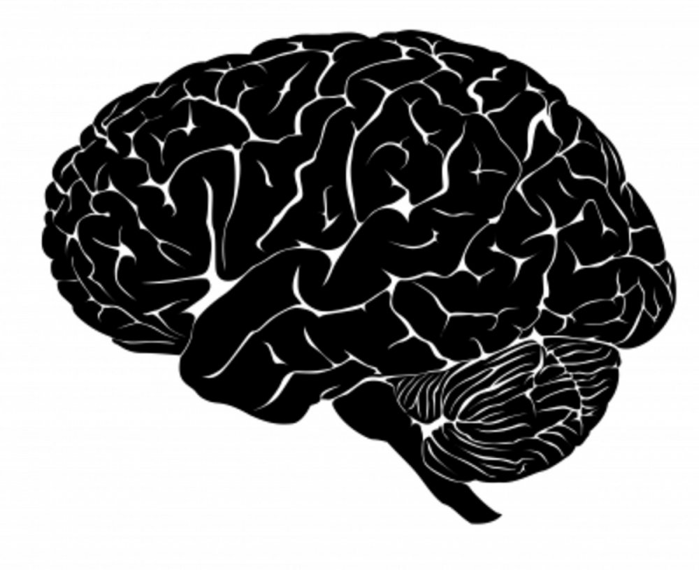 Brain 62. Мозг черно белый. Мозг силуэт. Мозг на черном фоне.