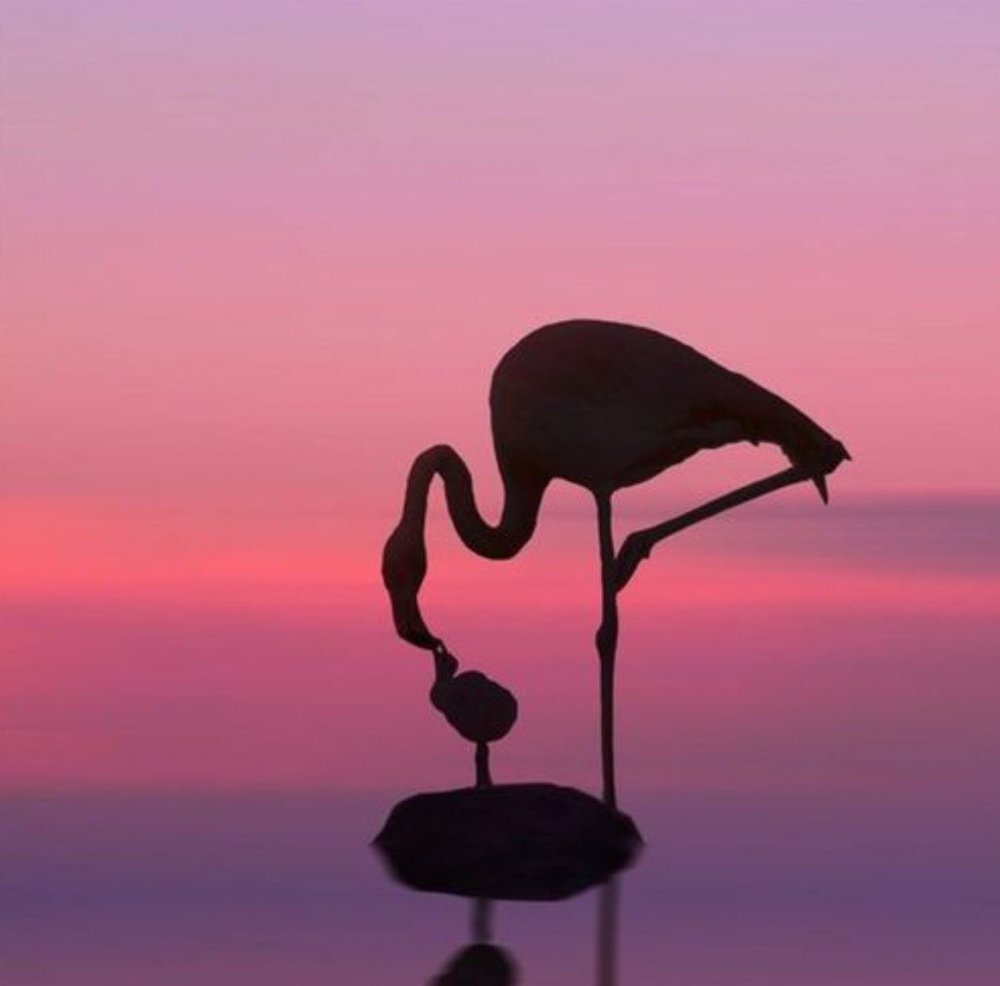 Вдохновение Фламинго