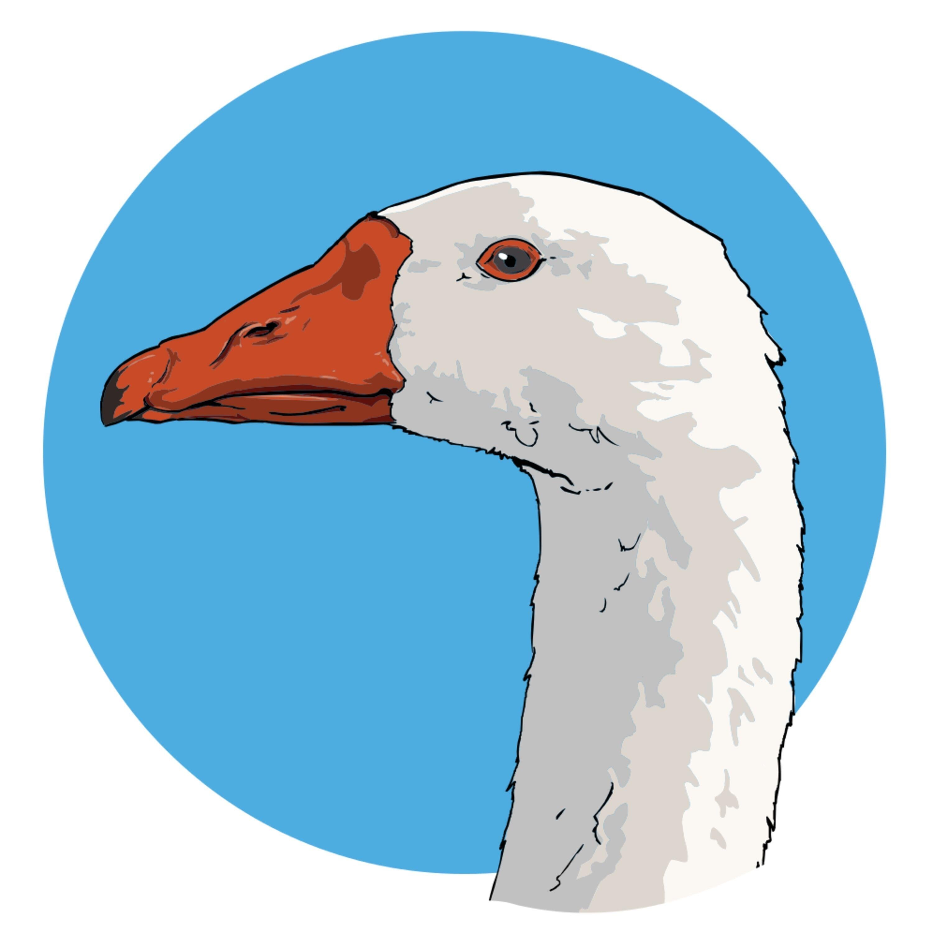 Гусь Гусь утка Goose Goose Duck