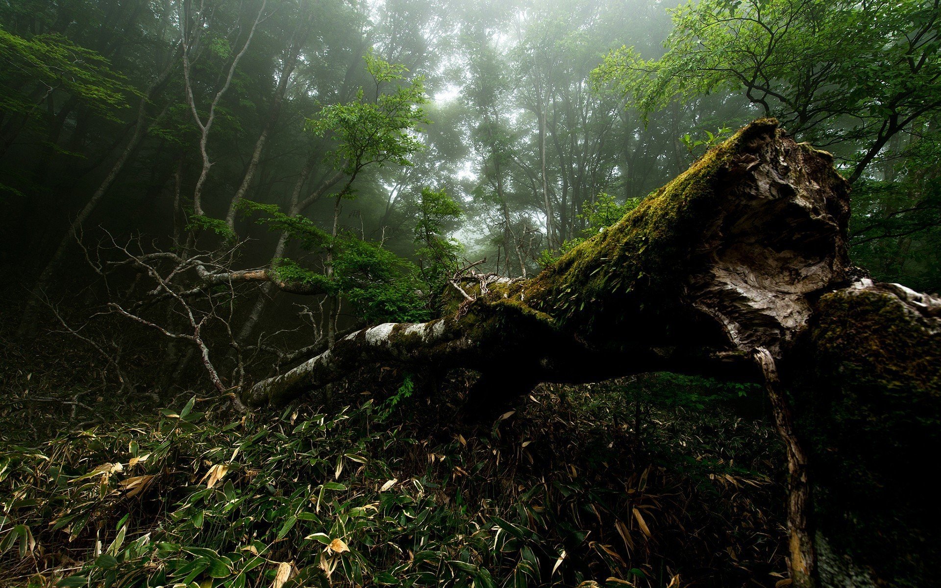 Джунгли вечером в среду. Япония лес Янбару. Тропический лес. Джунгли деревья. Поваленное дерево.