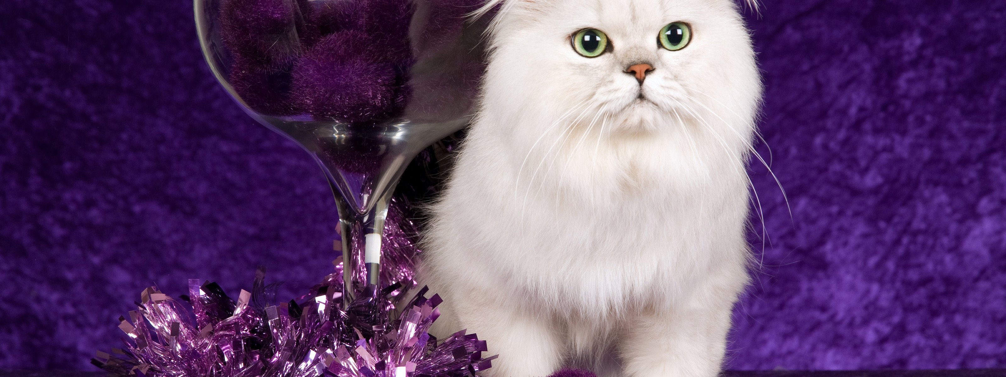 Фиолетовый кот видео. Фиолетовая кошка. Котик на фиолетовом фоне. Фиолетовый котенок. Кошка на фиолетовом фоне.