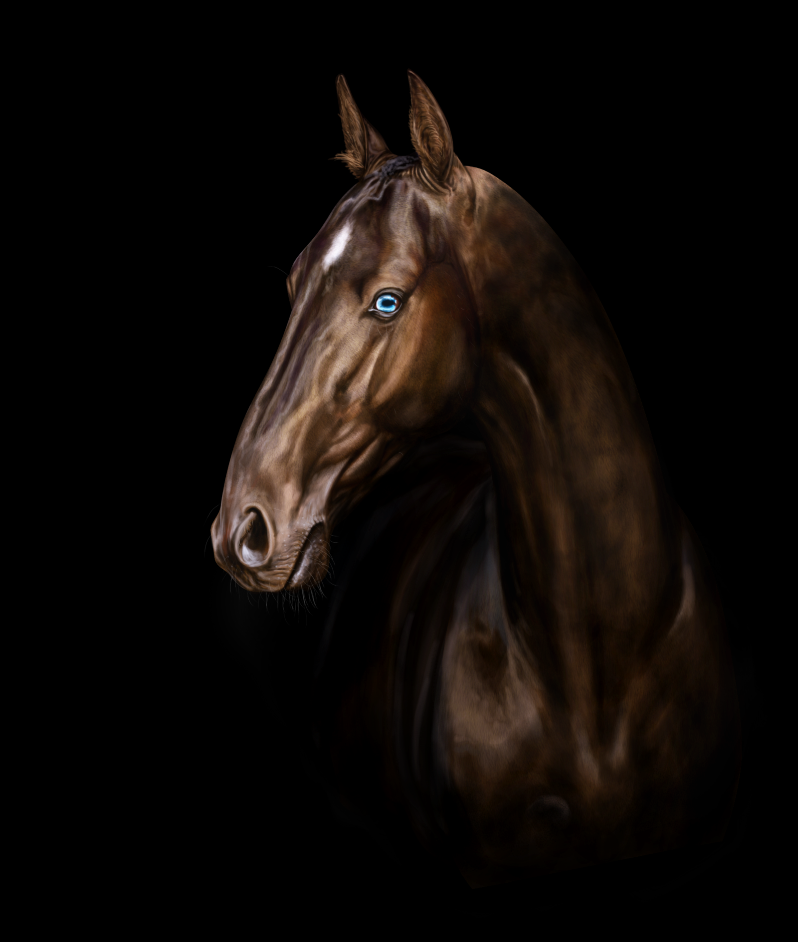 Лошадь на черном фоне. Тохтамыш ахалтекинец. Пегий ахалтекинец. Вороной ахалтекинец с голубыми глазами. Ахалтекинская лошадь анфас.