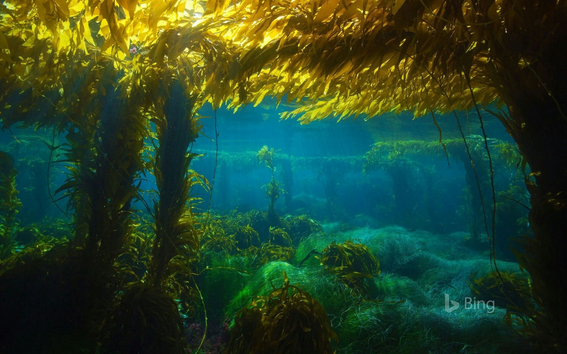 Водоросли на дне. Саргассово море бурые водоросли. Саргассово море дно. Подводный мир Саргассова моря. Саргассово море дайвинг.