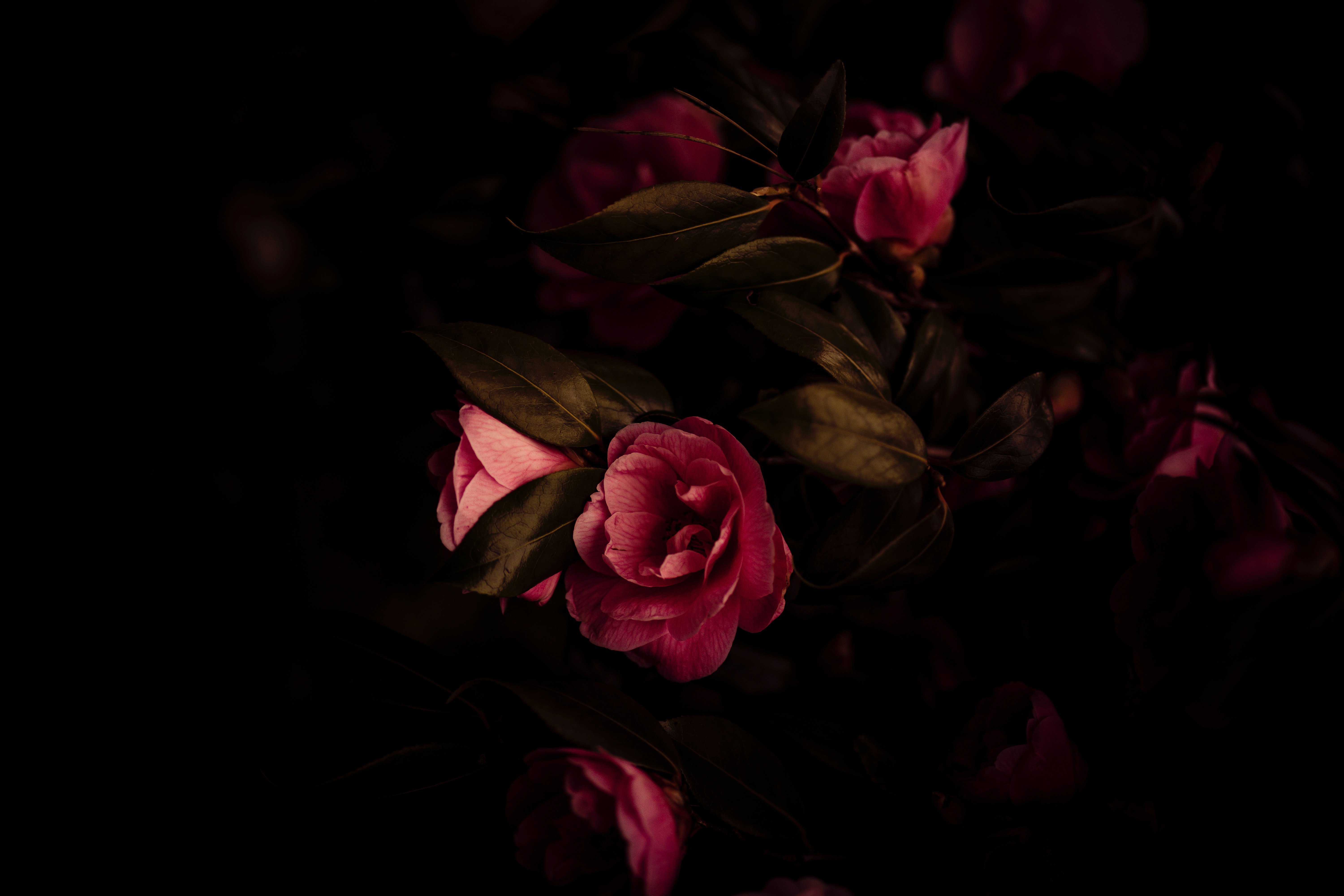 Фон на телефон темные цветы. Камелия красная куст. Цветы на темном фоне. Цветы на черном фоне. Красно розовые цветы на темном фоне.