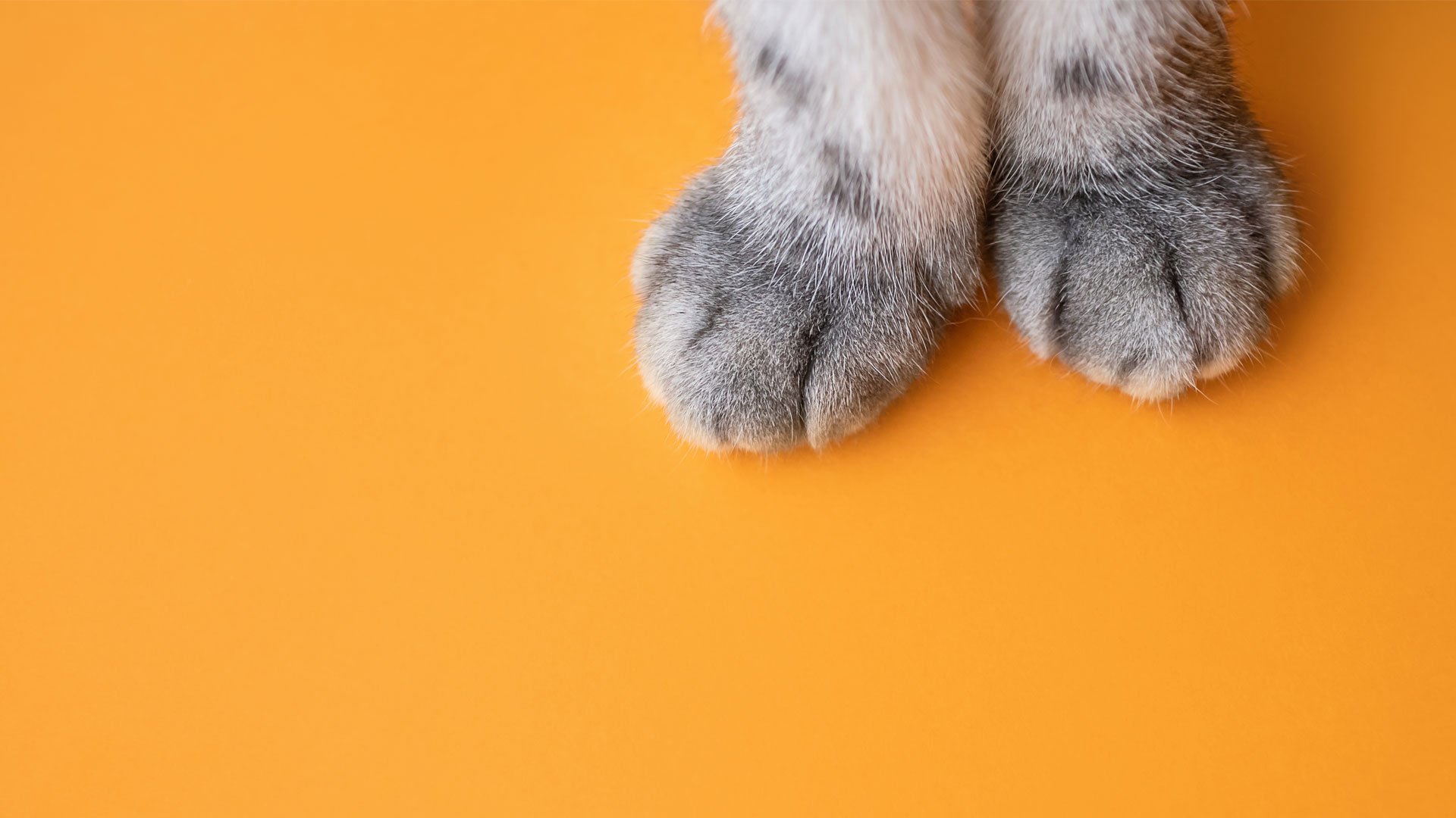 Тепло лапкам. Лапа кота. Кот на оранжевом фоне. Фон кошачьи лапки. Лапы кота сверху.