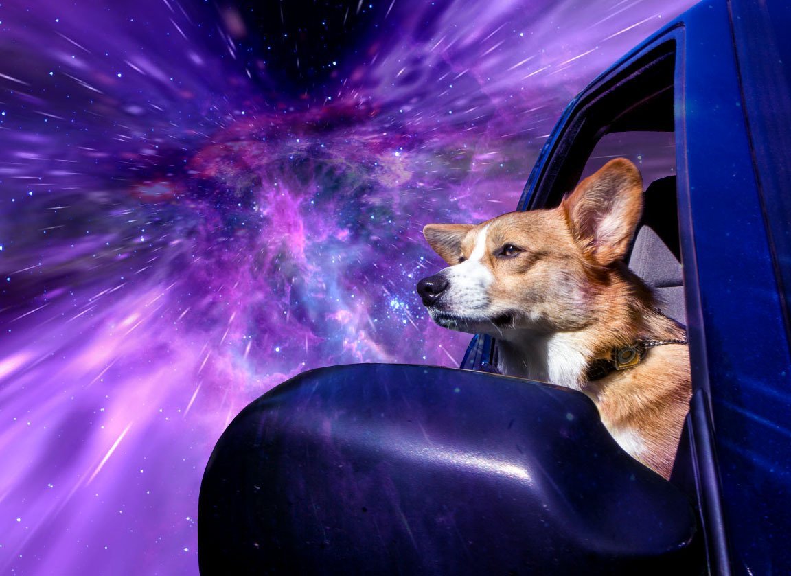 Космосе после собаки. Животные в космосе. Собачки в космосе. Корги в космосе. Собакака в космосе.