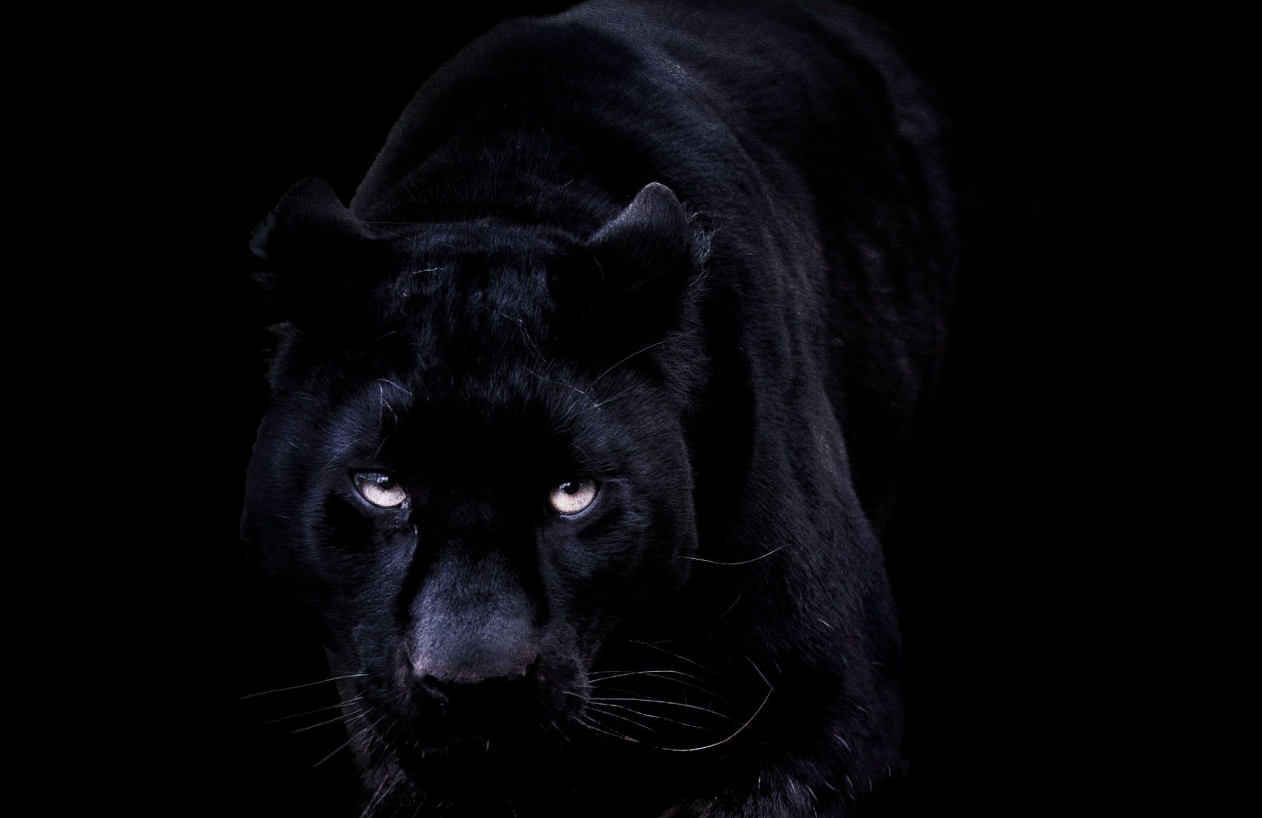 Черная картинка. Черная пантера обои.