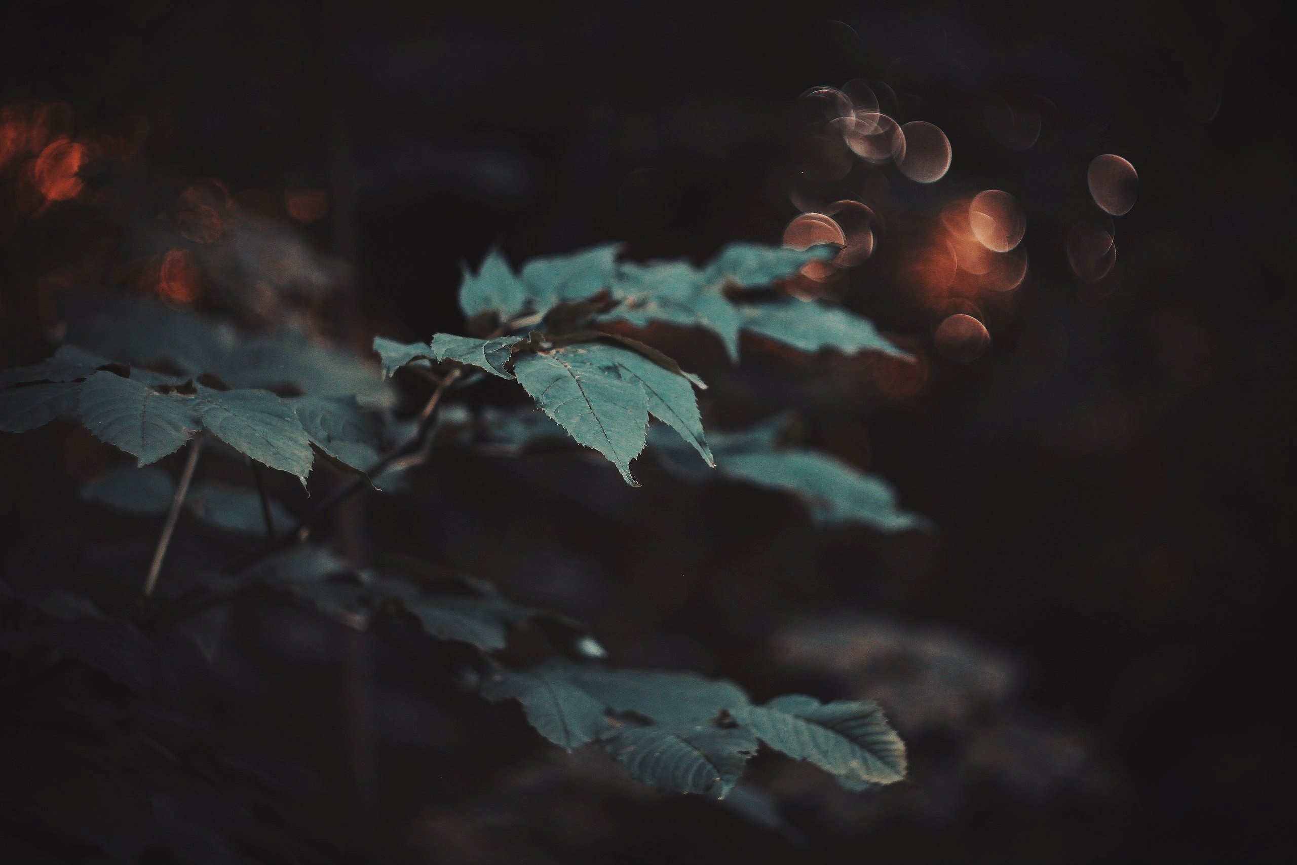 Размытая эстетика. Природа темная Эстетика. Мрачная осень. Листья ночью. Лес ночью Эстетика.