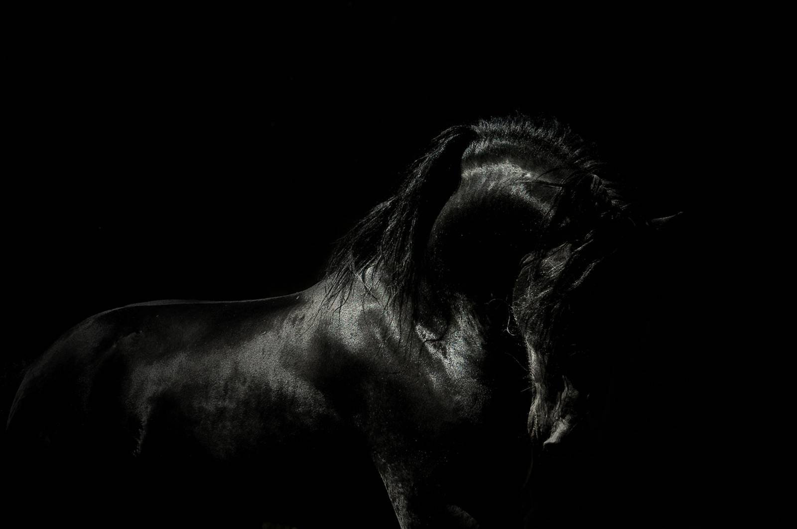 Лошадь на черном фоне. Конь на черном фоне. Черная лошадь на черном фоне. Лошадь на темном фоне.