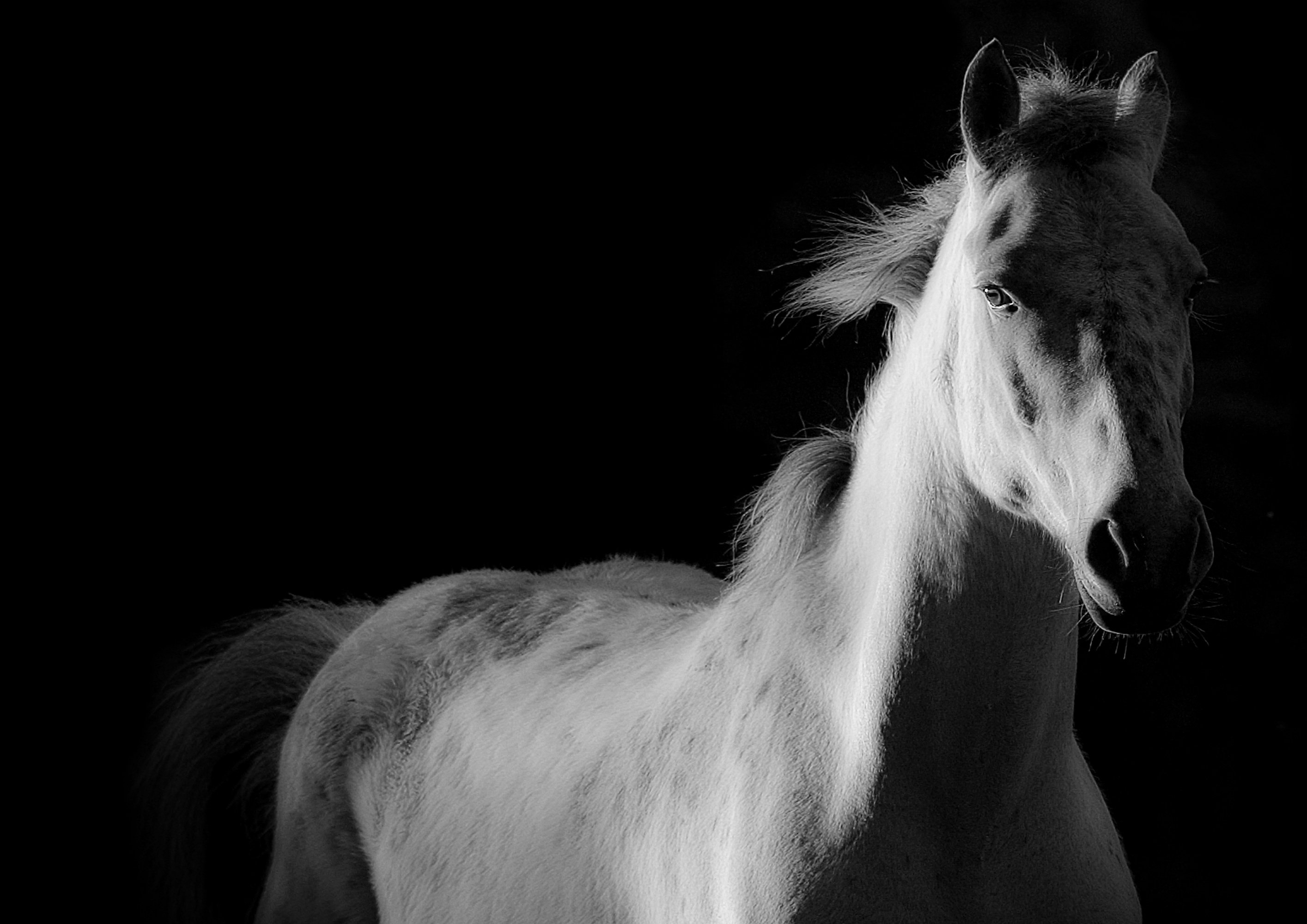 Лошадь на черном фоне. Белая лошадь. Лошадь черно белая. Картинки лошадей. Черная и белая лошадь.