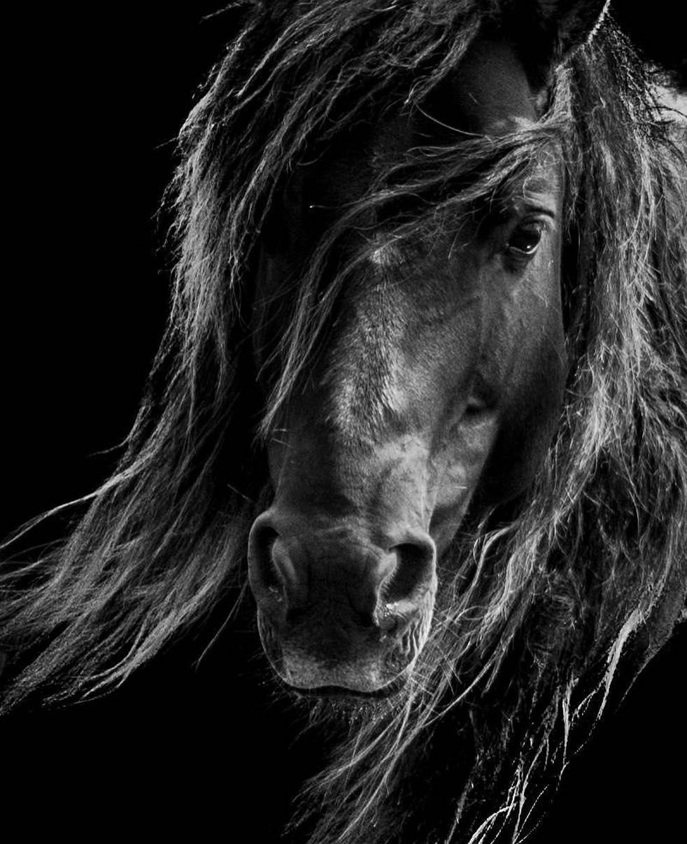 Лошадь на черном фоне. Лошадь черный. Морда лошади. Темная лошадка. Фотопортрет лошади.