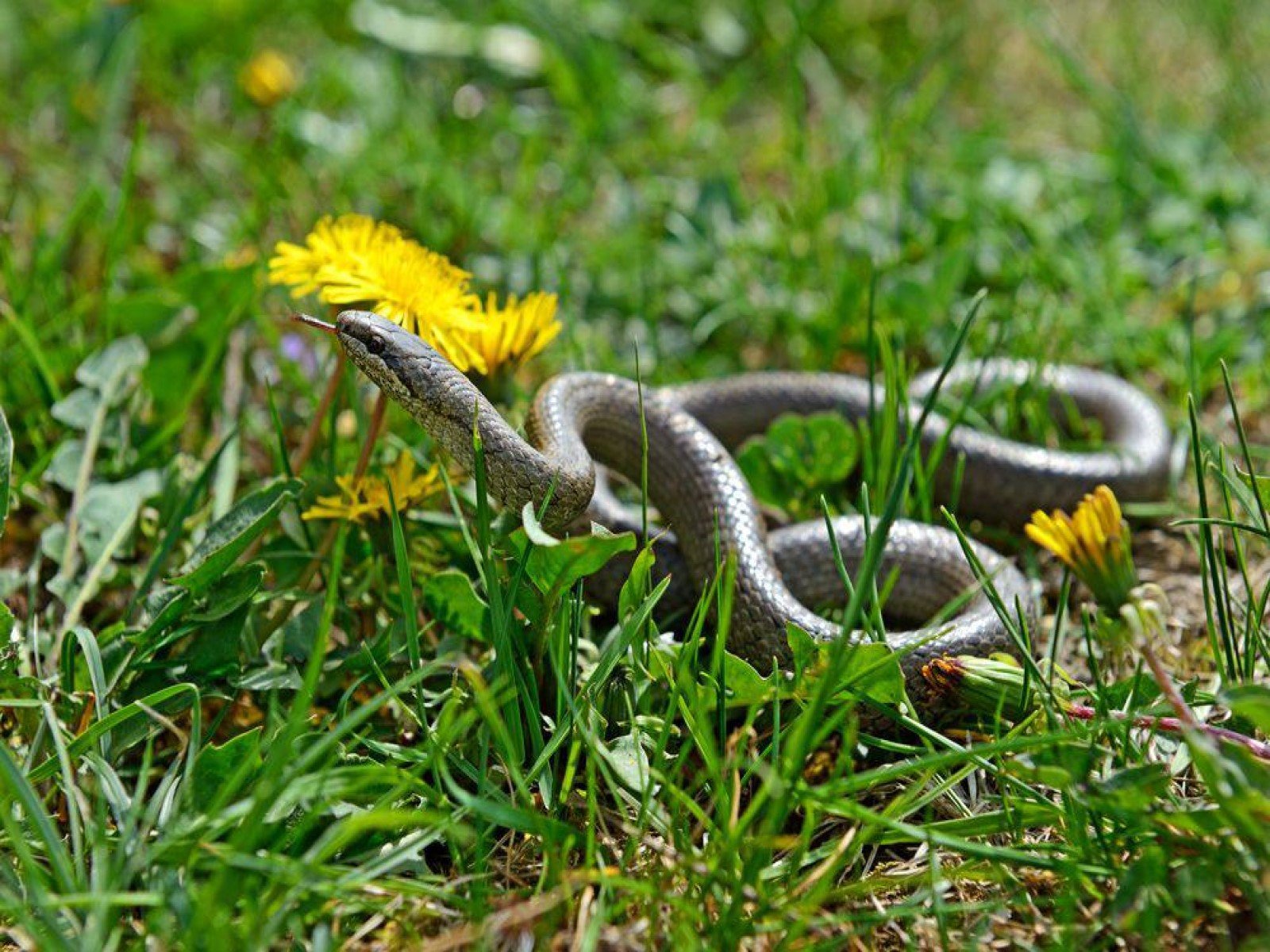 Змейка на солнце. Змея в траве. Уж в траве.