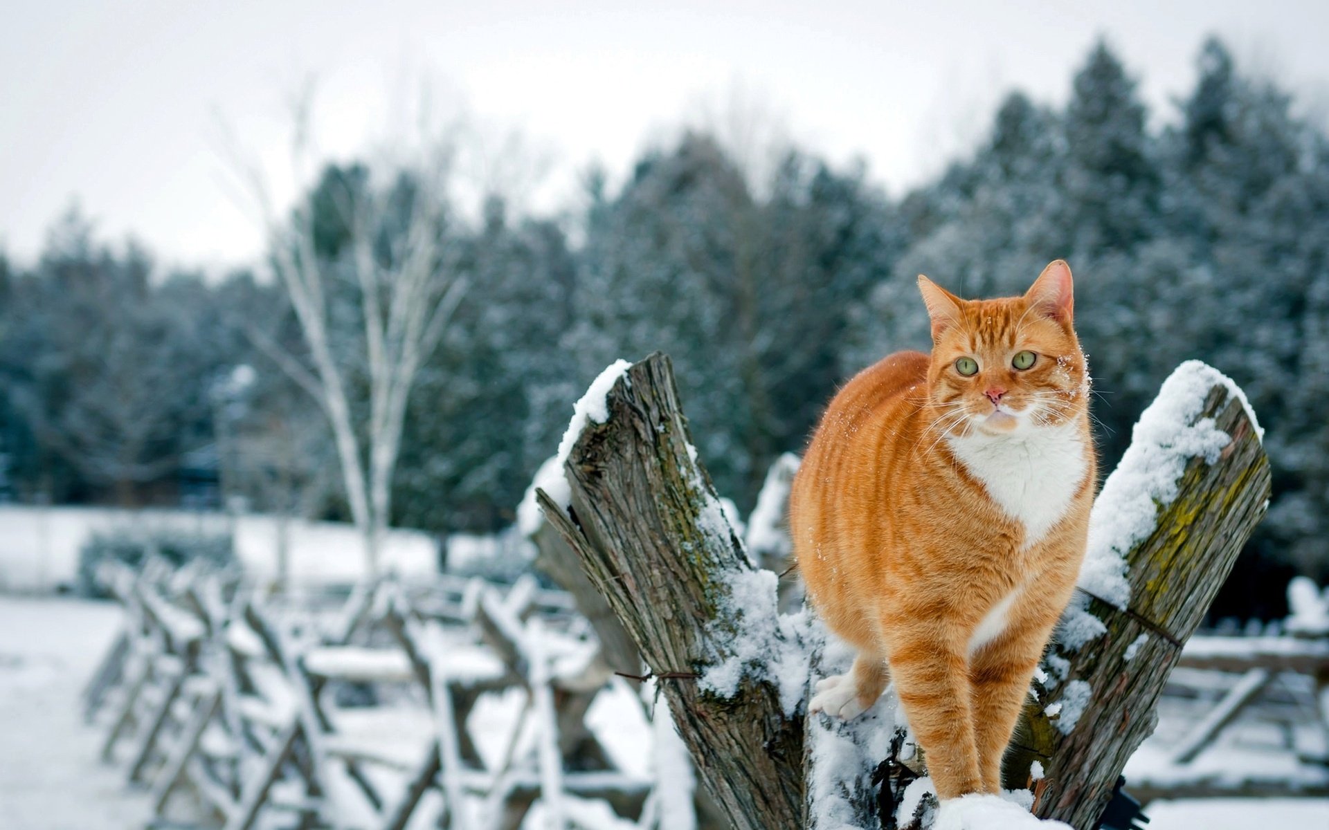 Зимний котик фото. Кошка зима. Котики зимой. Кот в снегу. Красивые кошки зимой.