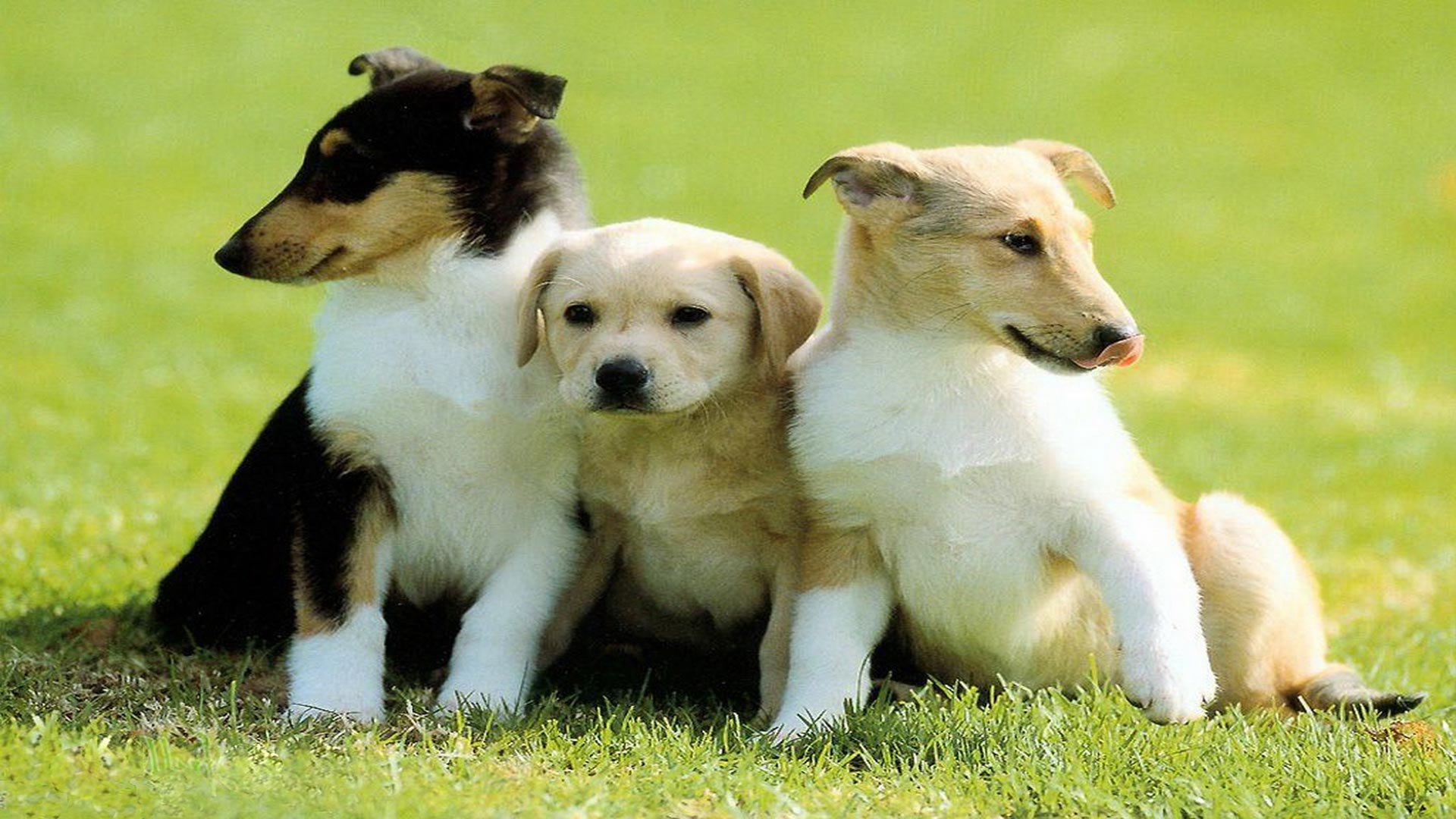 3 собаки видео. Семейные собаки. Семья с собакой. Три собаки. Три щенка.