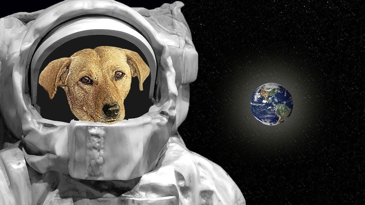 Космическая собака. Все животные в космосе. Laika in Space. Laika the first Dog in Space. Животные в космосе видеоклип.