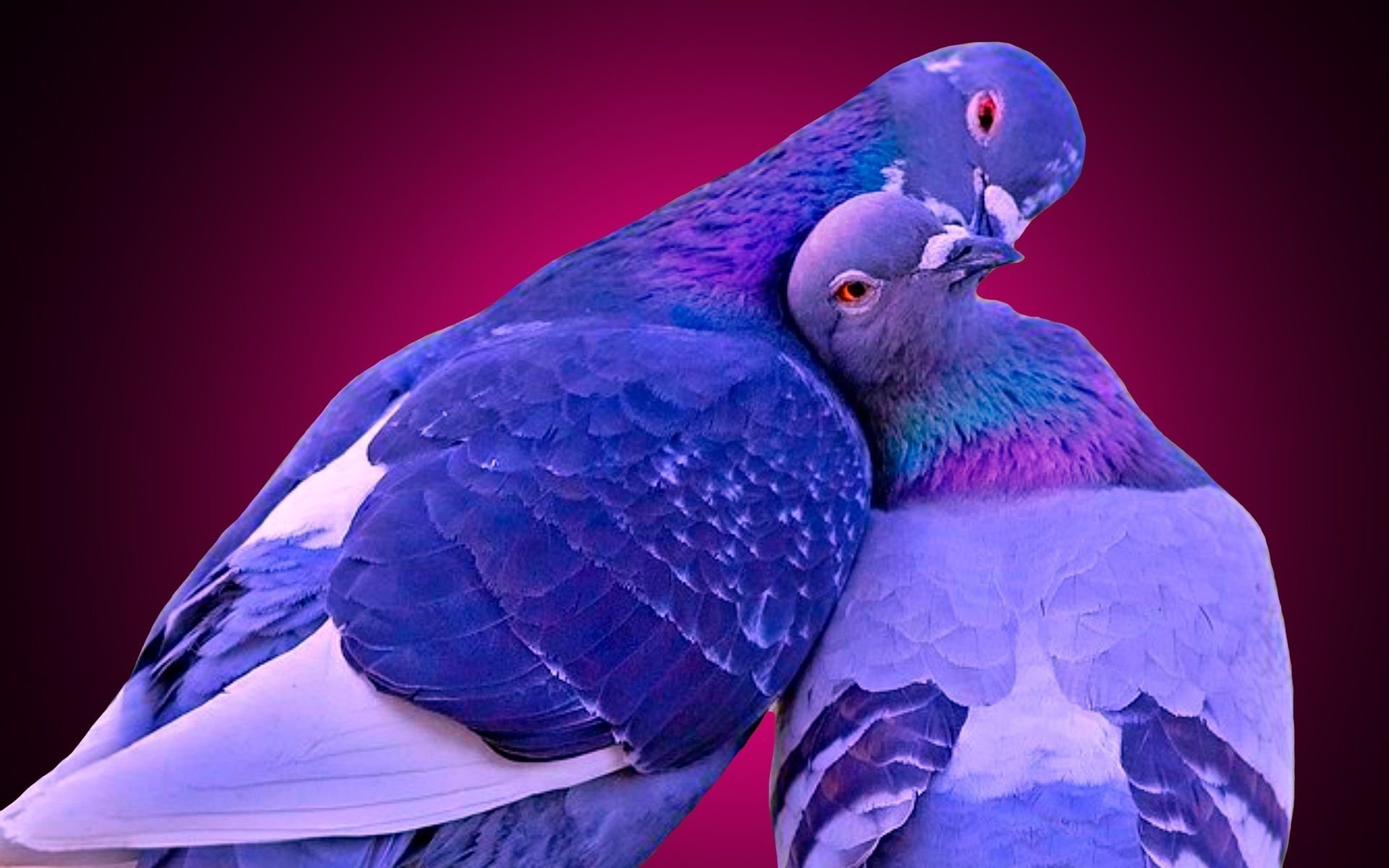 Две синие птицы. Голуби неразлучники. Красивые голуби. Два голубя. Пара голубей.