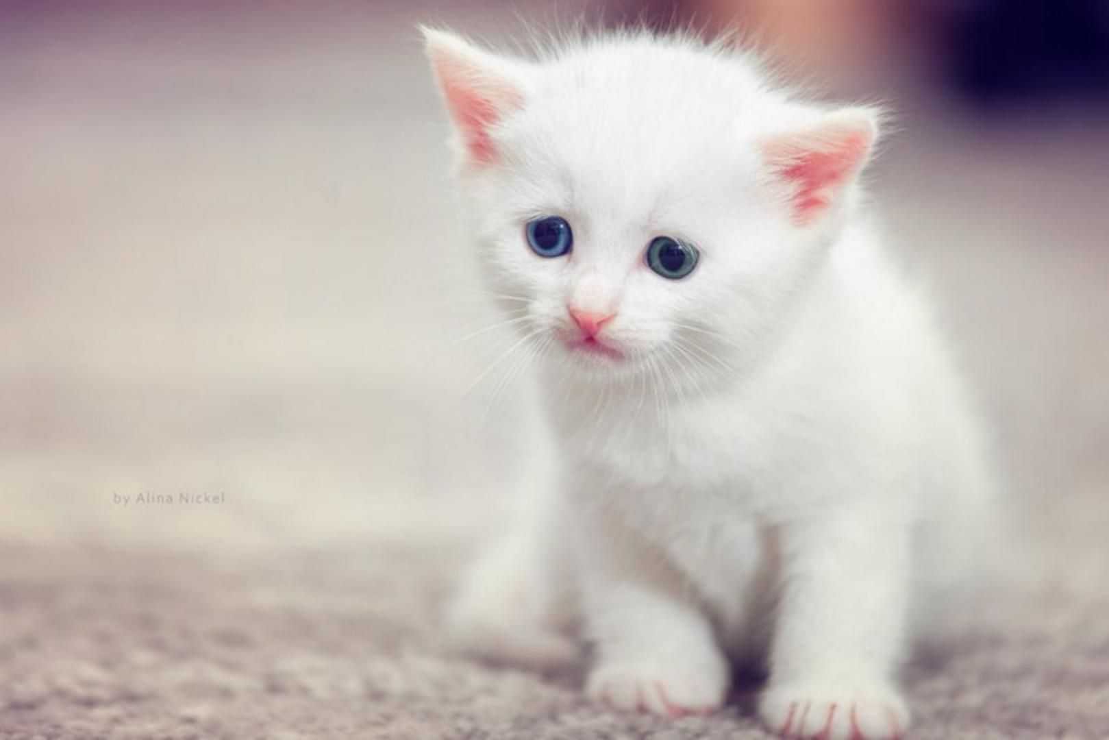 Белая киса. Милые кошки. Маленький котенок. Белый котенок. Милый котик.
