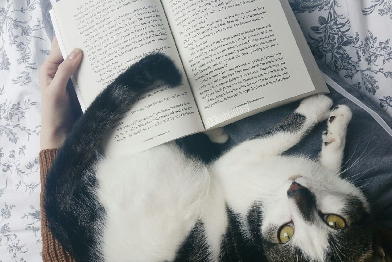 Дети читают кошкам