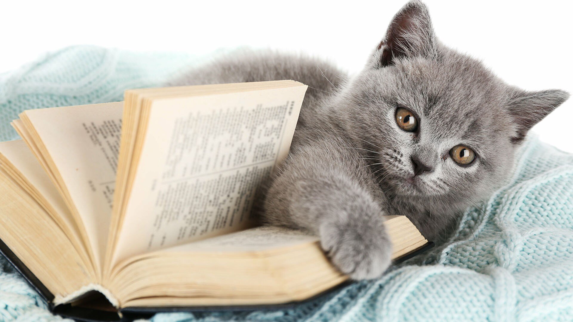 Кот читает. Котёнок с книжкой. Кот с книгой. Книга котик. Котик за книгой.