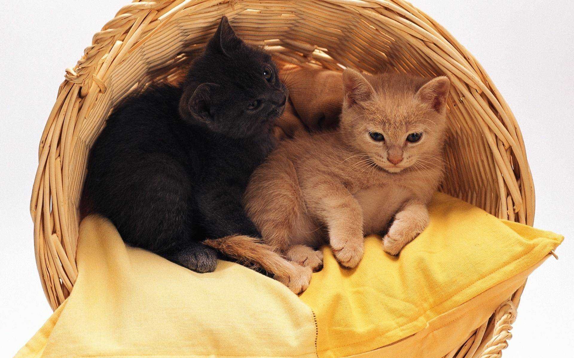 Рождающие котята. Котики в корзинке. Корзинка для кошки. Котята в корзине. Котята фото.