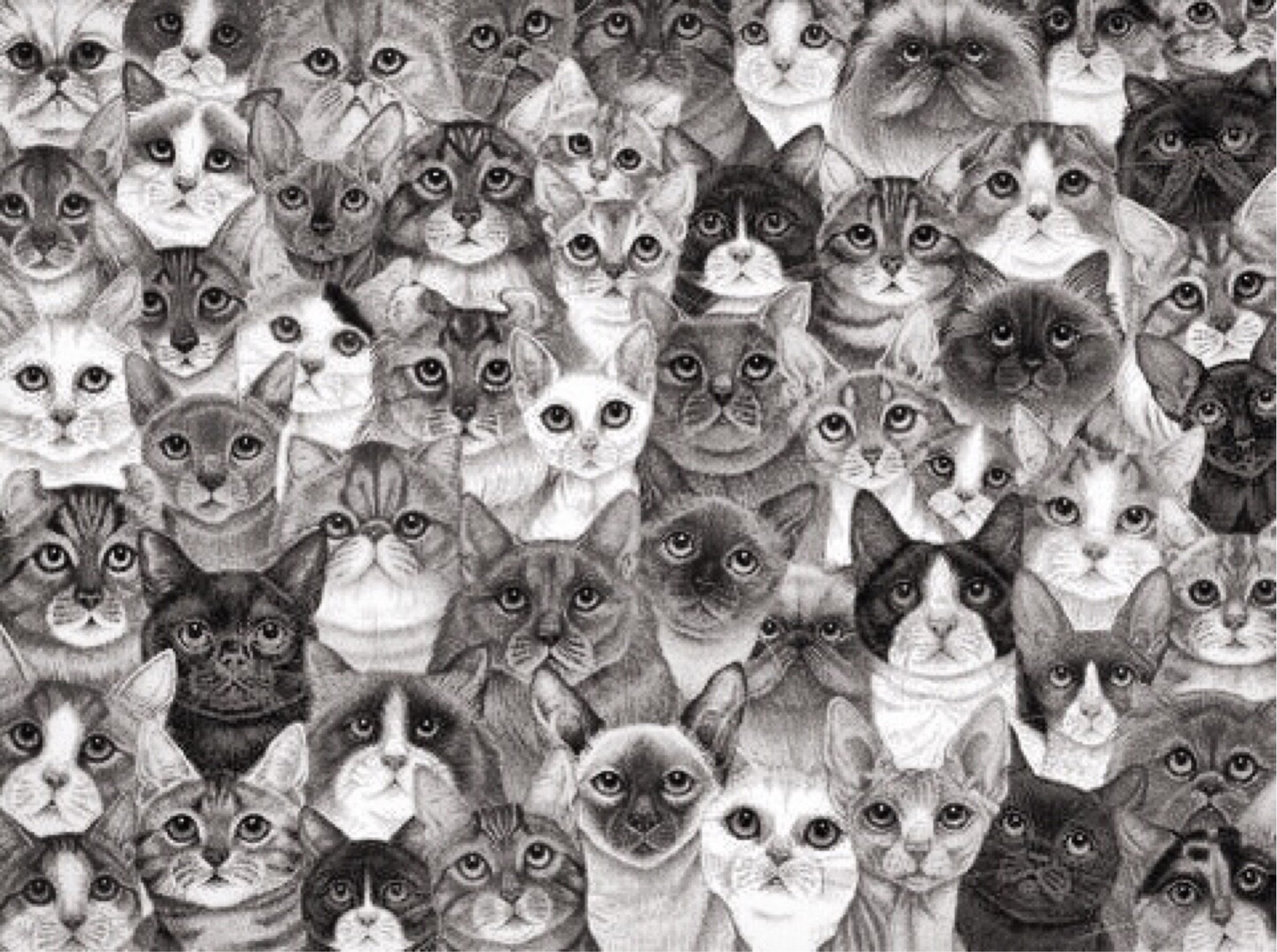 Дай много картинок. Много кошек. Много котов. Много котиков рисунок. Фон с котиками.