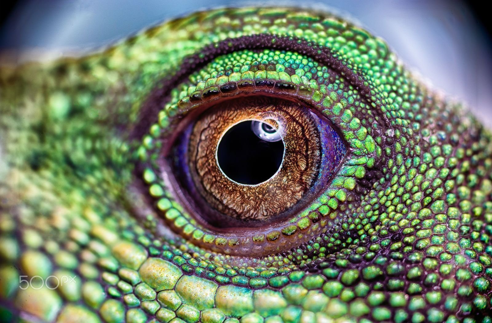 Экзотические глаза. Глаз ящерицы. Глаз рептилии. Глаз динозавра. Глаз ящера.