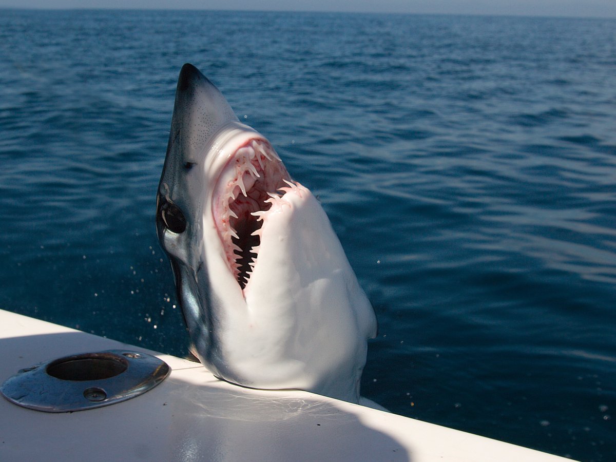 Акула мако опасна ли для человека. Акула мако. Серо голубая акула мако. Белая акула мако. Акула-мако (серо-голубая акула).