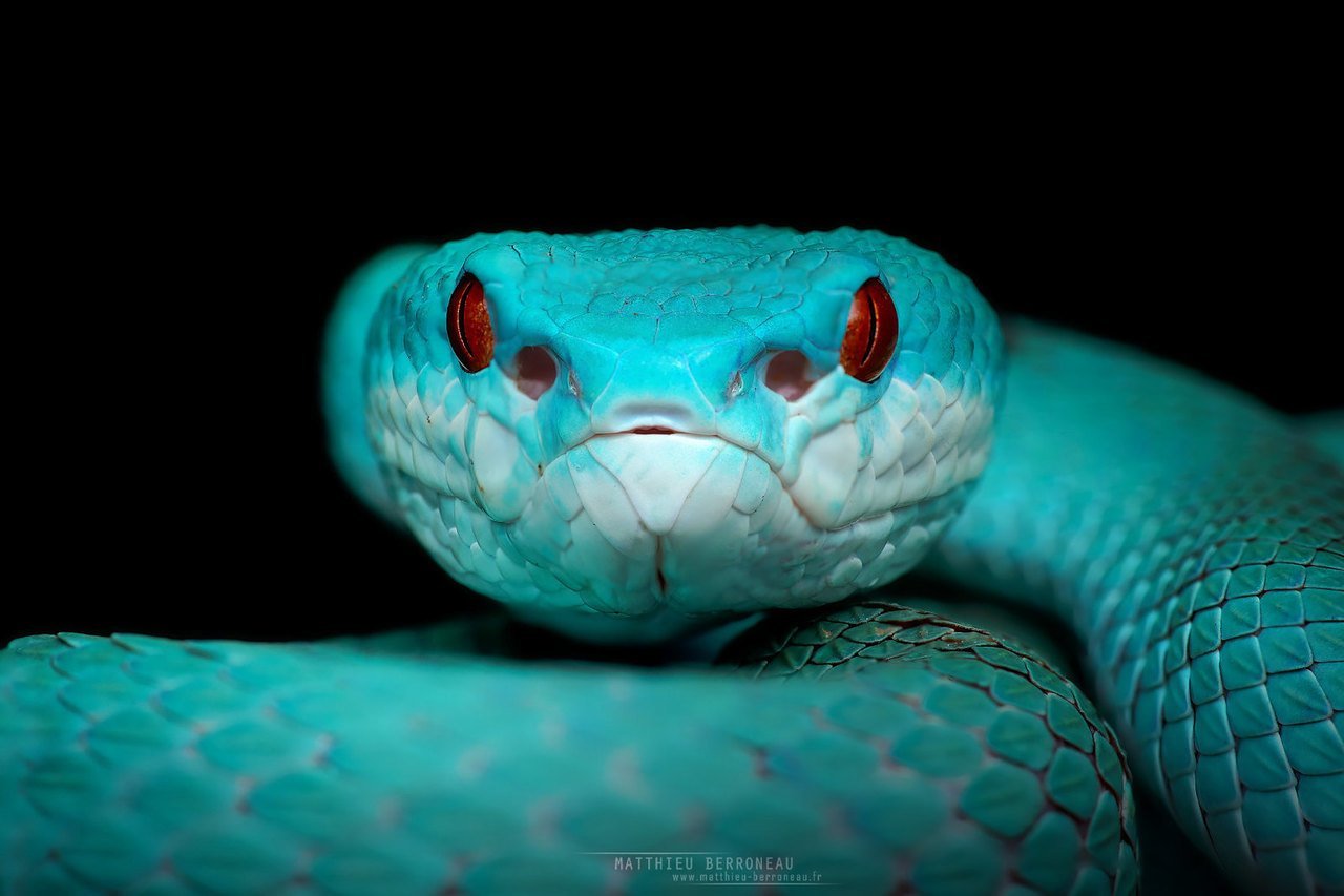 Голубая змея. Белогубая куфия Trimeresurus insularis. Канадская голубая куфия. Trimeresurus (cryptelytrops) insularis. Куфия Салазара.