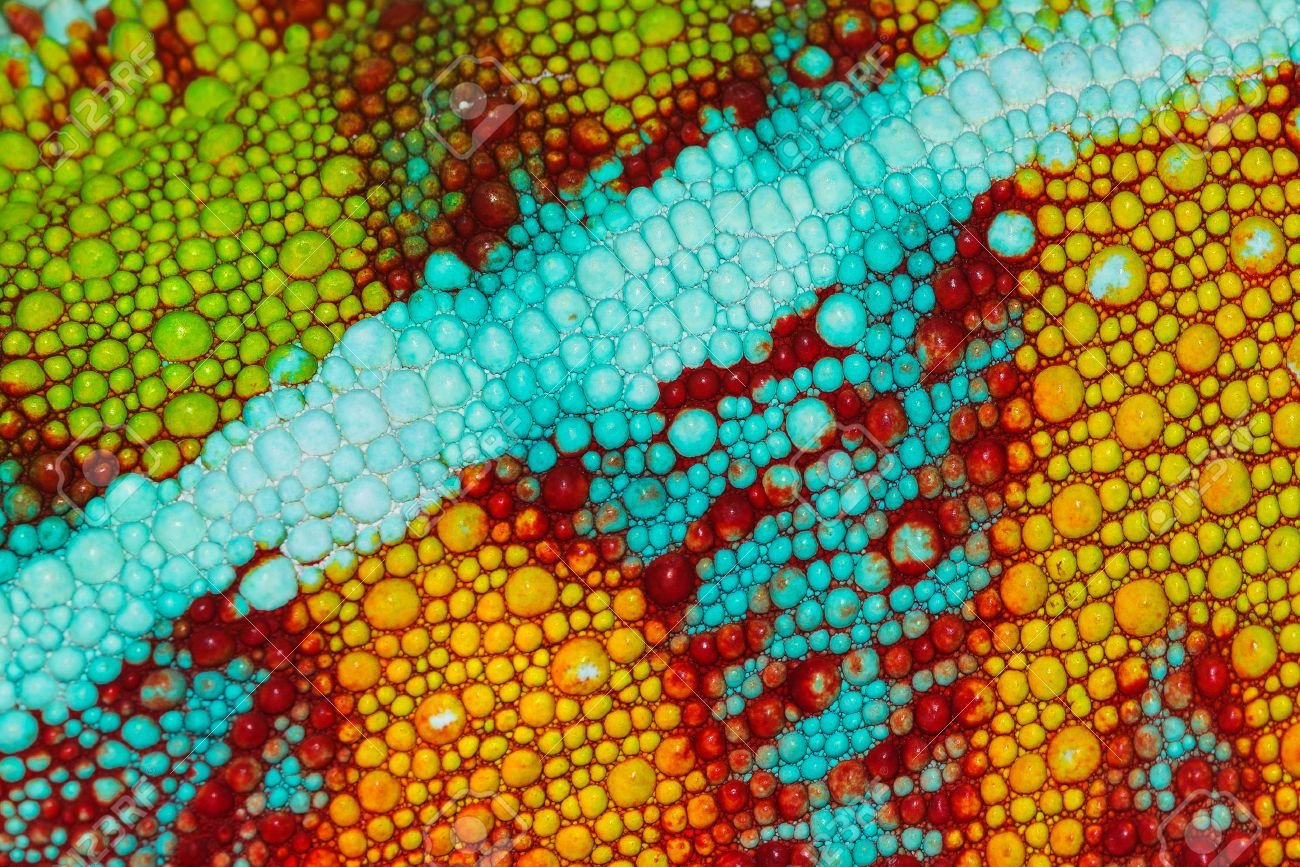 Кожа хамелеона. Кожа хамелеона под микроскопом. Текстура хамелеон. Кожа хамелеона макро.
