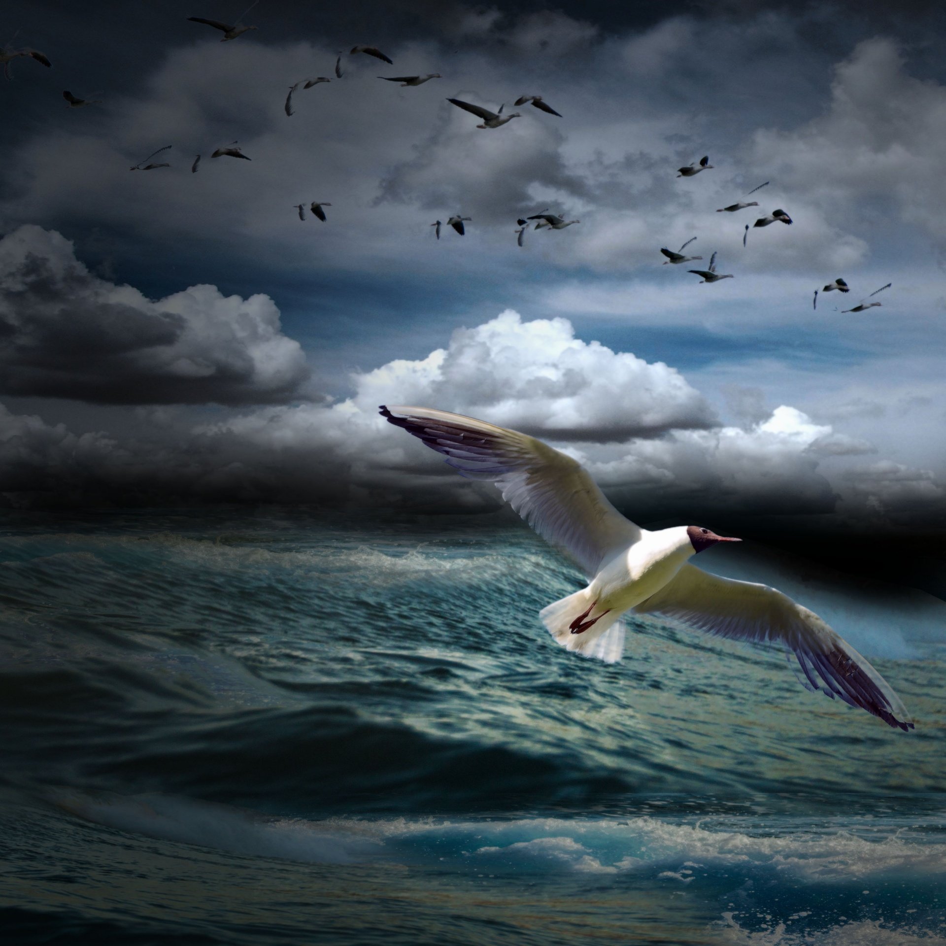 Птицы летающие под водой. Птицы над морем. Птицы летающие над морем. Полет птицы над морем. Чайки над морем.