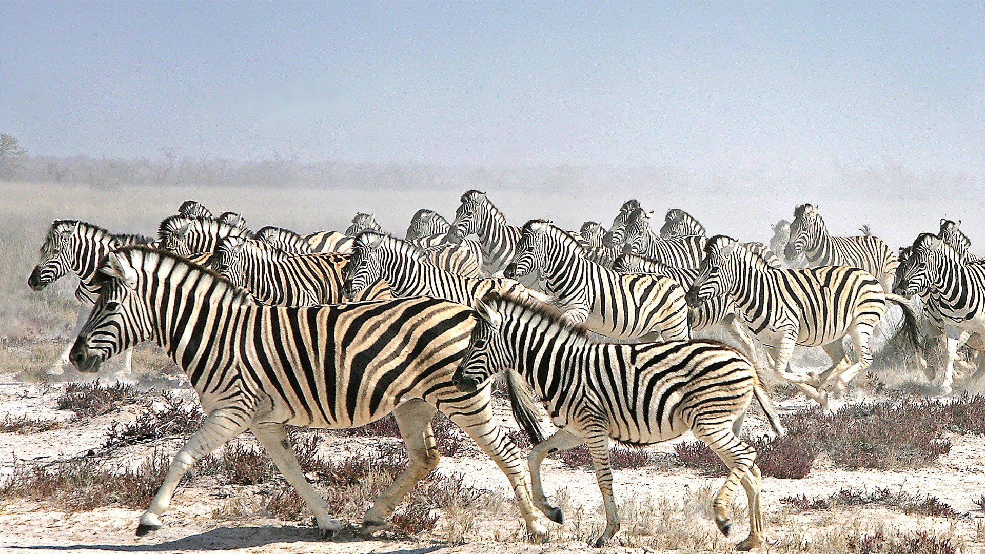 Какие животные мигрируют. Зебры миграция Макгадикгади. Миграция зебр. Популяция зебр. Стадо зебр.