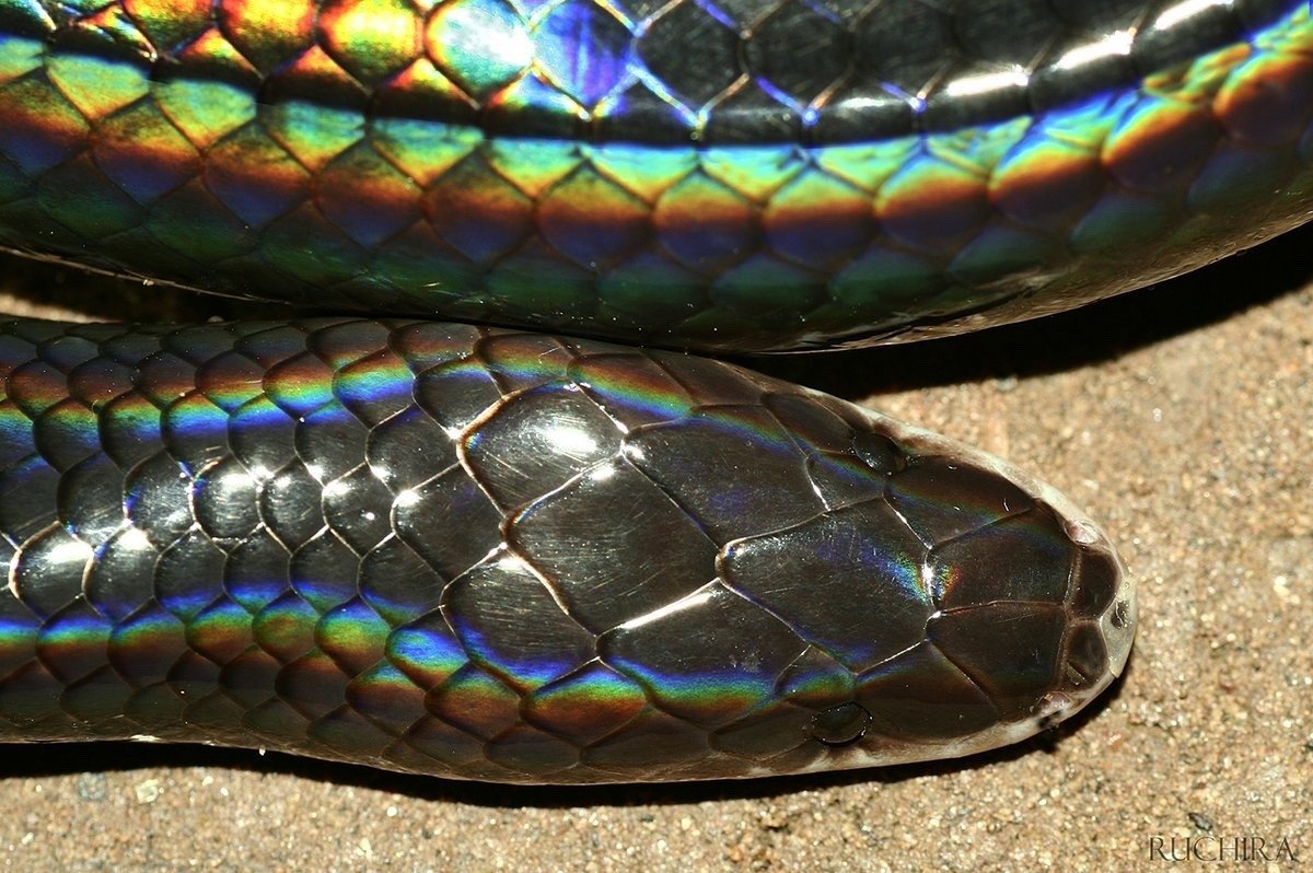 Глаза питона. Лучистая змея Xenopeltis Unicolor. Змея белогубый питон. Лучистый полоз Радужный. Радужный белогубый питон.