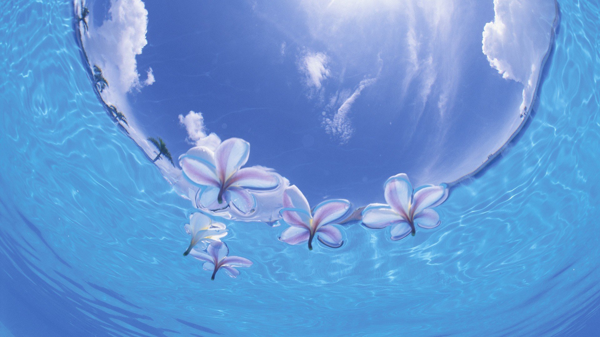 Вода цветы красиво