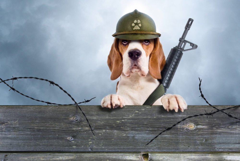 Собака в каске военной