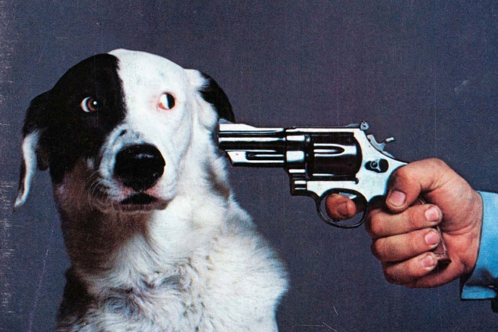 Собака с пистолетом