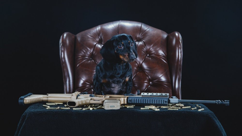 Револьвер собака