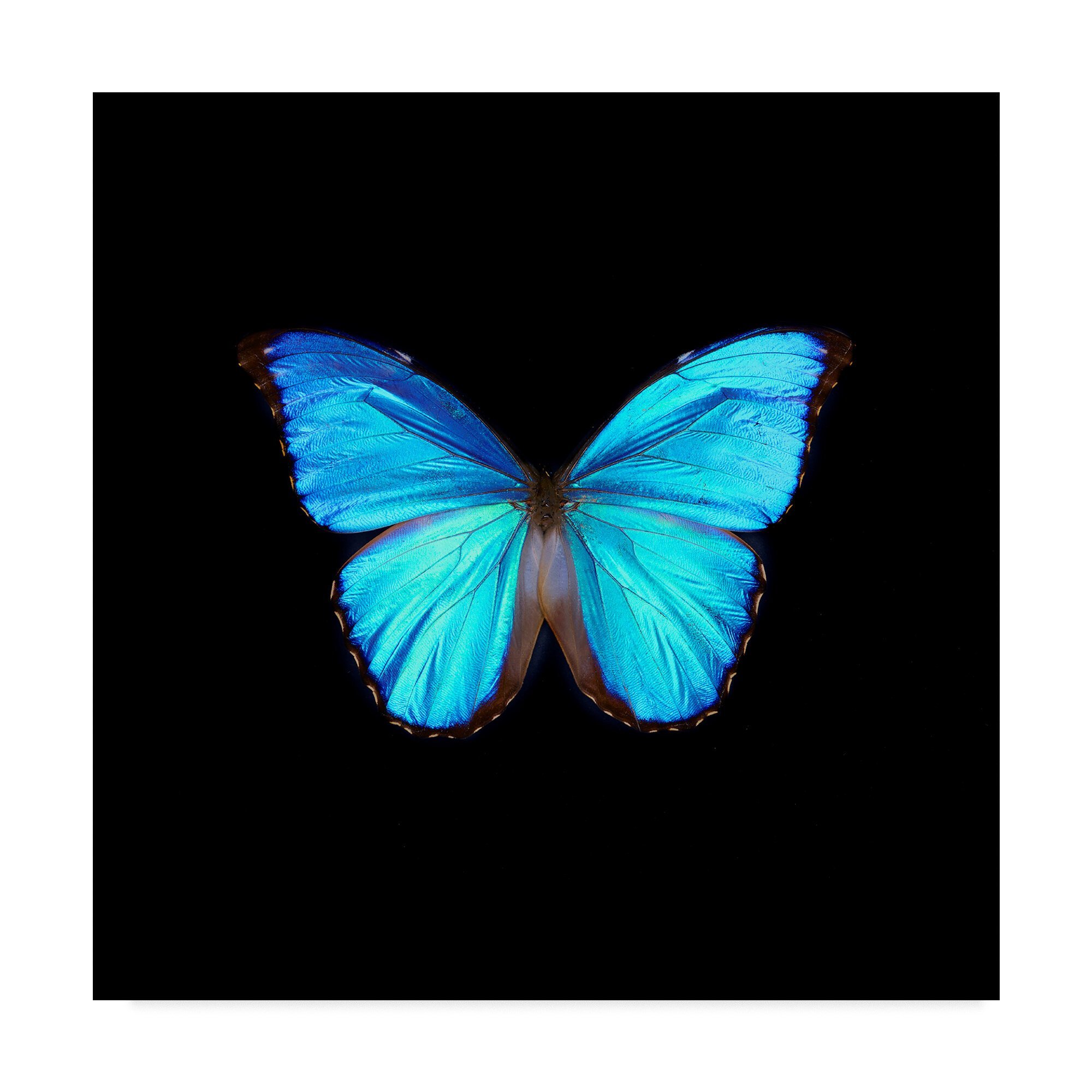 Черно синяя бабочка. Синяя бабочка. Синяя бабочка на черном фоне. Бабочки на черном фоне. Голубая бабочка на черном фоне.