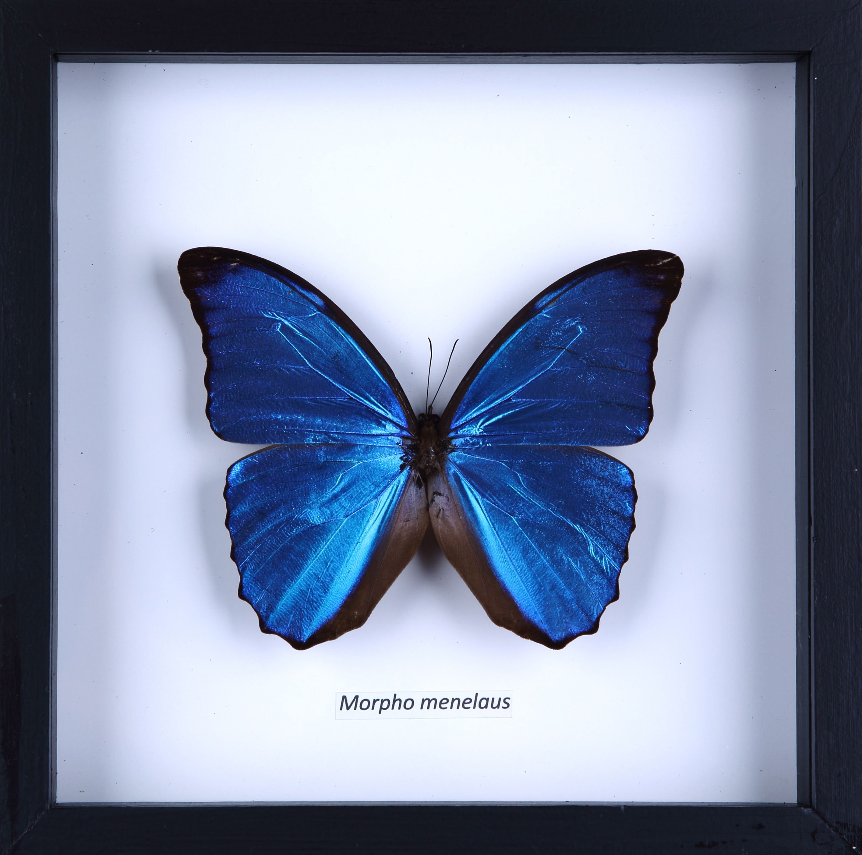 Книга морфо. Бабочка Morpho Aurora. Бабочка Морфо Менелай. Бабочка Морфо Киприда.