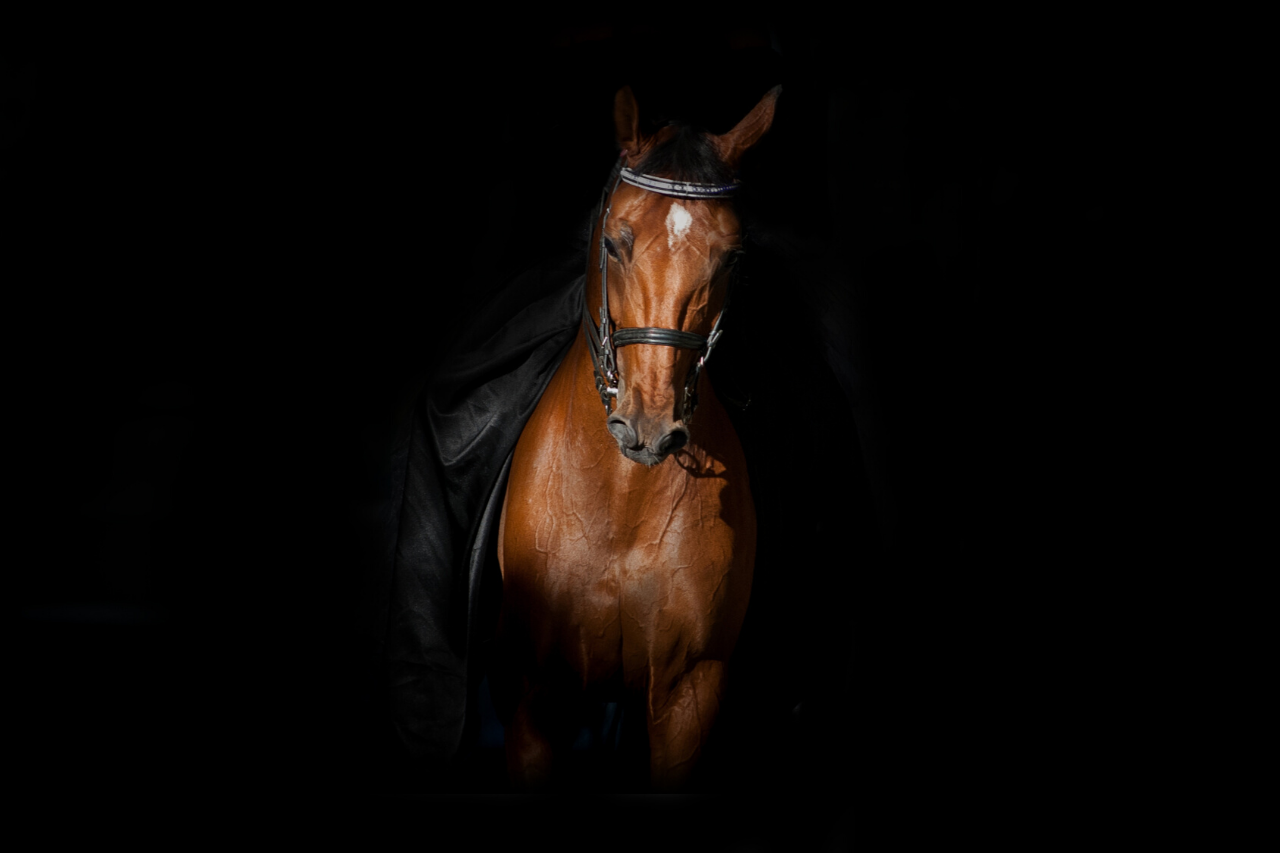 Лошадь в темноте. Конь в темноте. Конь из Темноты. Лошадь в темноте фото. Конь Темноты арт.