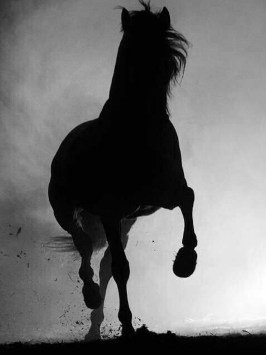 Лошадь в темноте. Черный конь в темноте. Черный конь Эстетика. Темная лошадка.