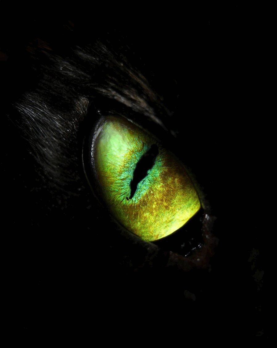 Черный зеленый глазками. Глаза в темноте. Зеленые глаза в темноте. Злые глаза.