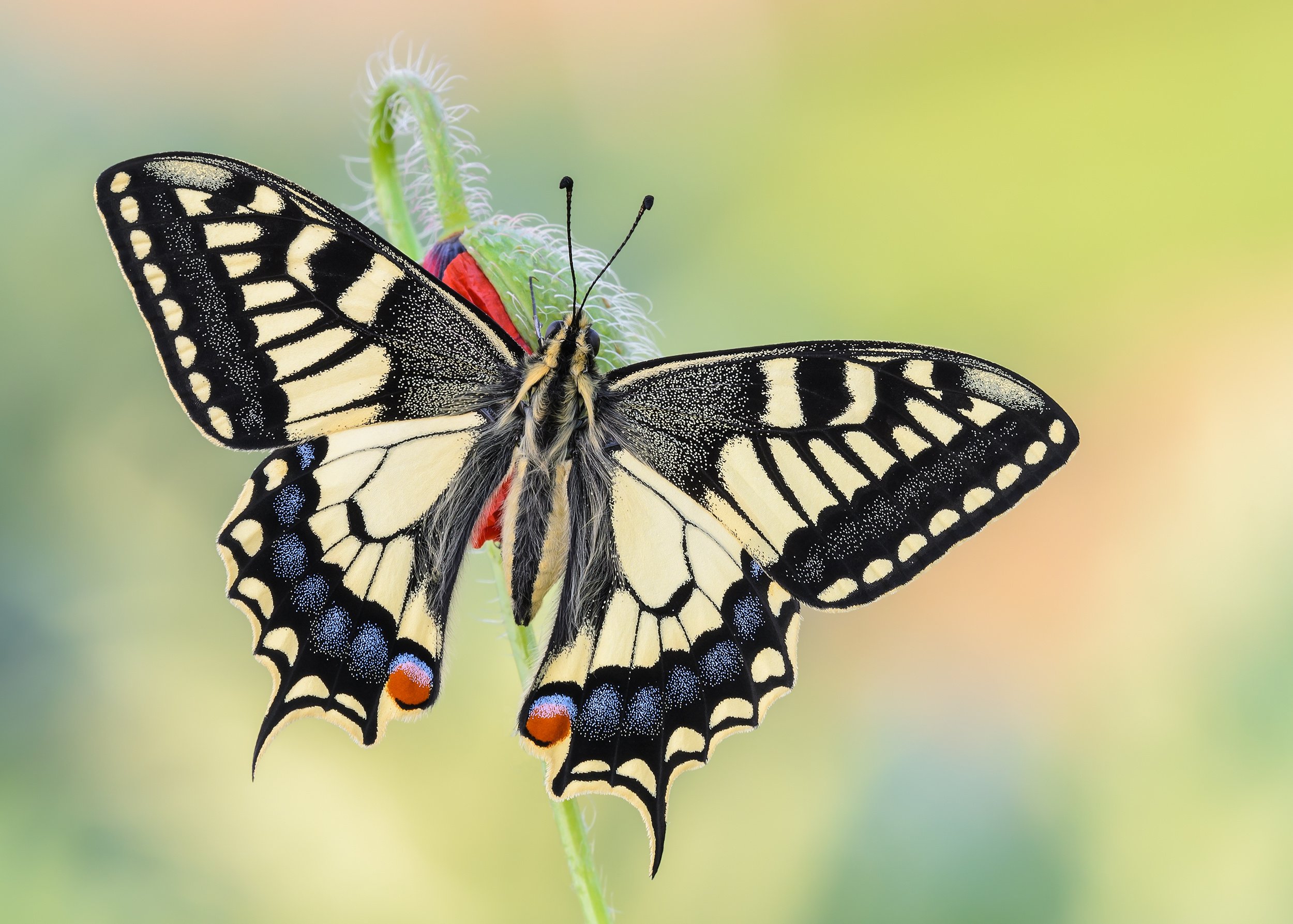 Покажи бабочку махаон. Махаон (Papilio Machaon). Papilio Machaon бабочка. Бабочка Махаон (Papilio Machaon). Махаон черный Дальневосточный.