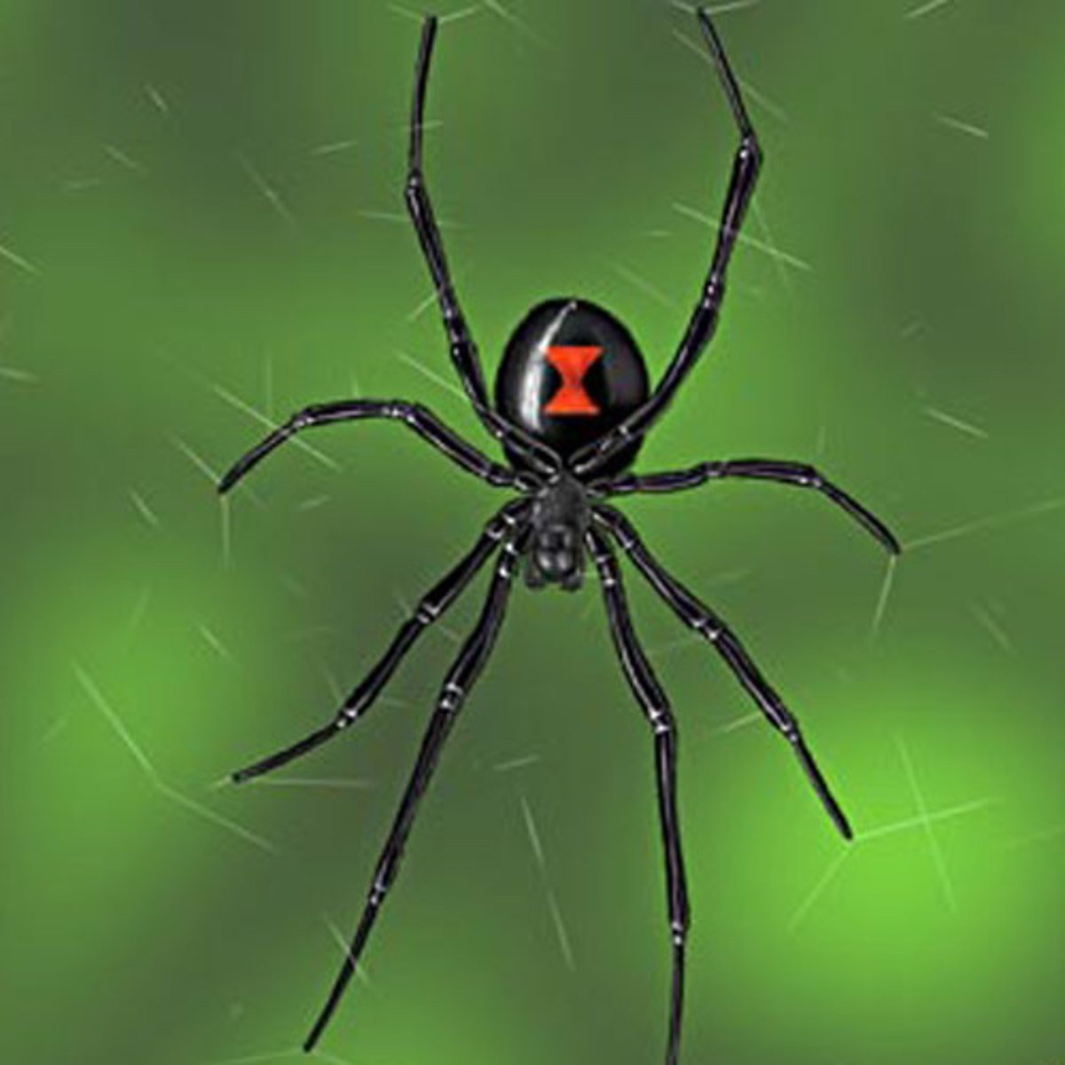 Ядовитый паук вдова. Каракурт паук. Черная вдова паук. Ядовитый паук черная вдова. Черный Арахнид паук.