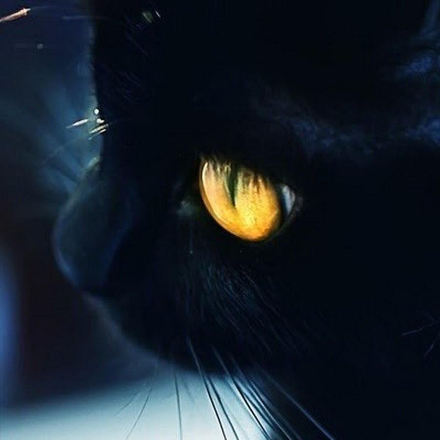 Аватар черный кот. Коты Воители черный кот с желтыми глазами. Коты Воители чёрный кот с голубыми глазами. Коты Воители чёрная кошка с янтарными глазами. Черный кот с желтыми глазами.