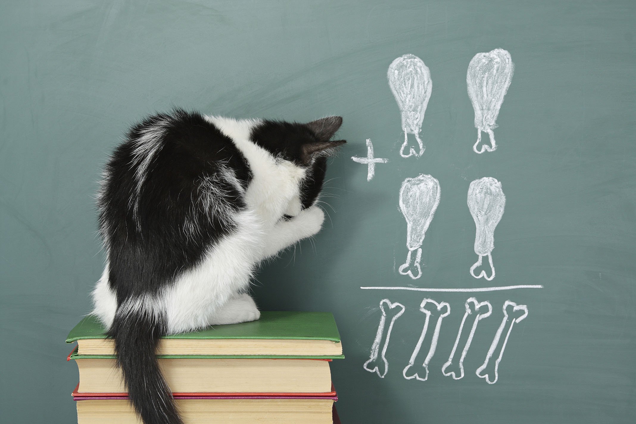 Картинка с первым 2024. Кот учитель. Коты в школе. Котята в школе. Школа котов.