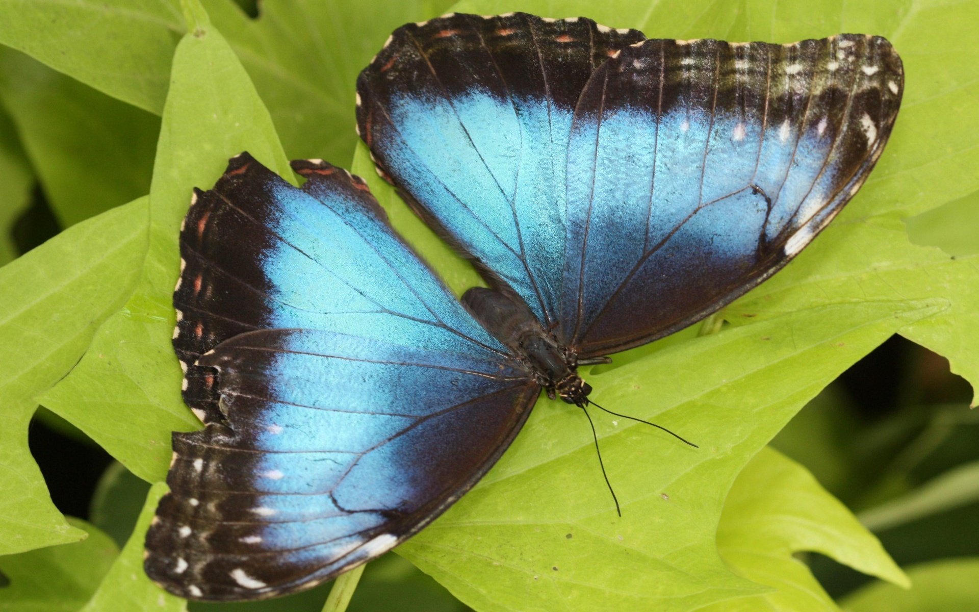 Бабочки вб. Бабочка Морфо Пелеида. Морфо адонис бабочка. Бабочка Блю Морфо Баттерфляй. Голубая Морфо бабочка.