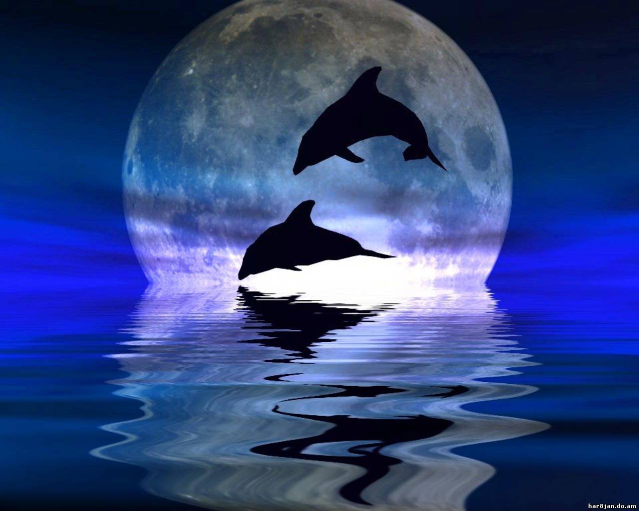 Луна дельфины песня. Дельфины в море. Красивые дельфины. Дельфины на закате. Дельфины ночью.