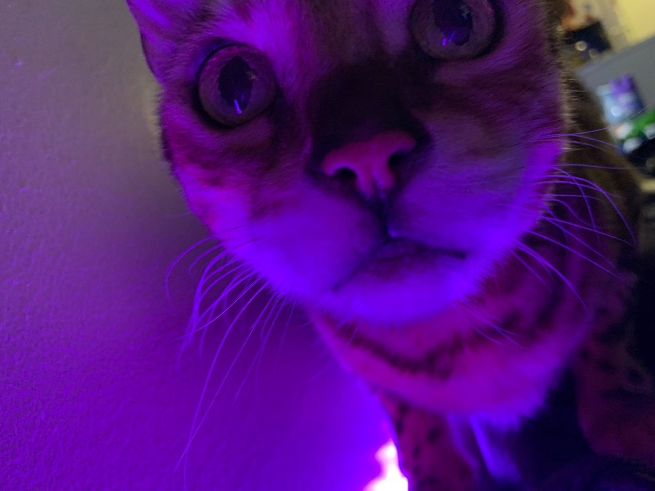Кошка розовая глаза. Фиолетовая кошка. Фиолетовые коты. Фиолетовый котенок. Кот в фиолетовых тонах.