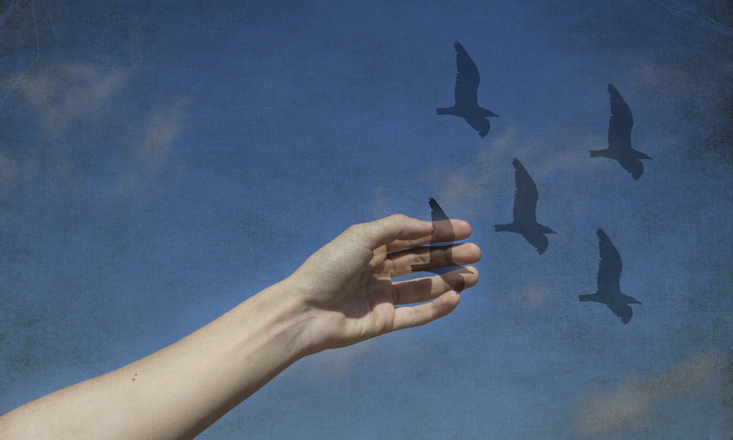 Молчание птиц. Птицы в небе Эстетика. Птичка на руке. Птица улетает с руки. Птицы улетают.
