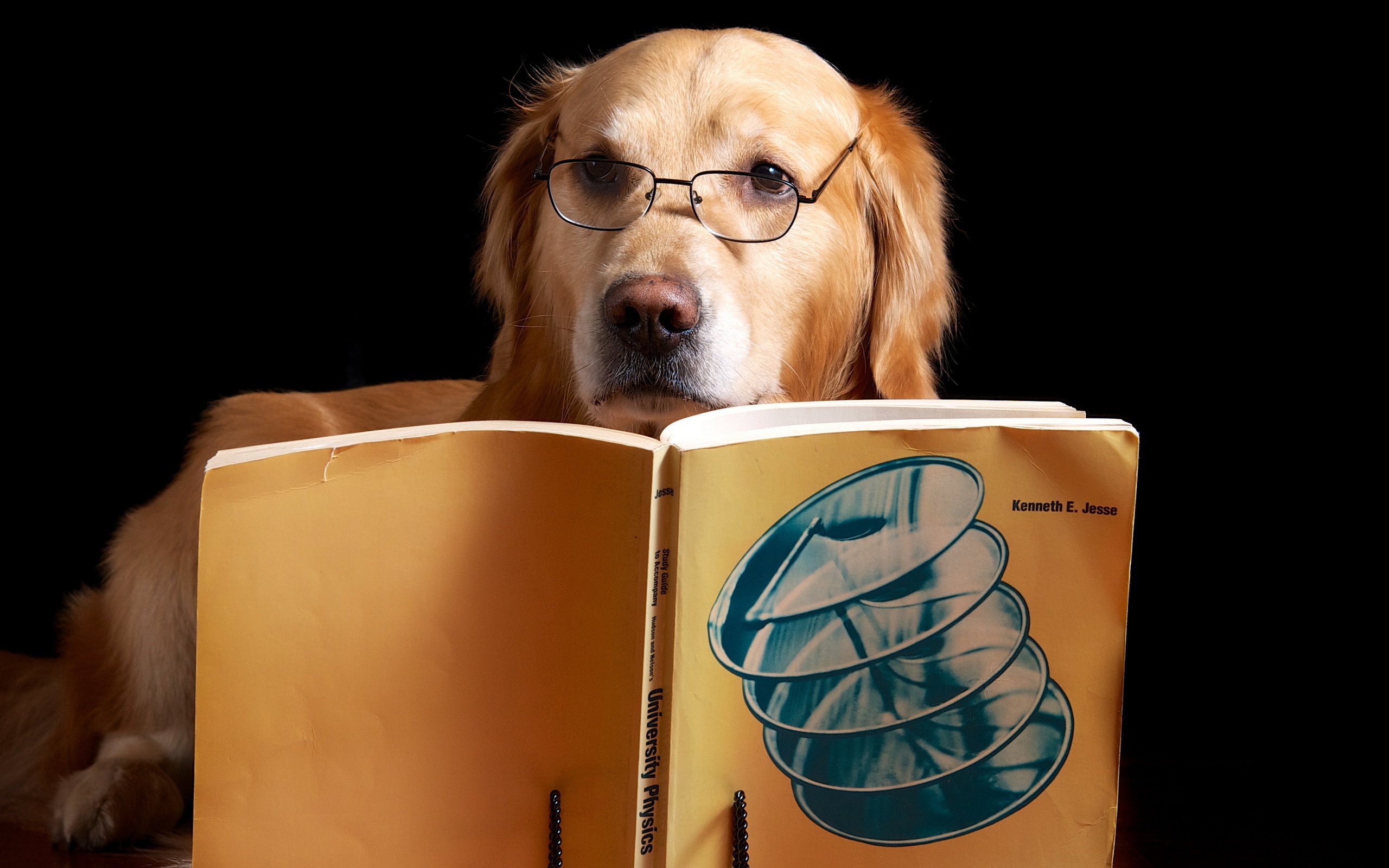 Представление ученые начинают звери умные. Умные животные. Собака ученый. Умная собака в очках. Животные в очках умные.